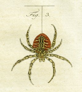 クモのイラスト、1790年（手描きの彫刻） 作： Jacob Xavier Schmuzer